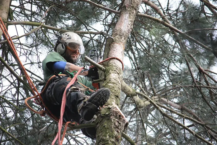 tree-surgeon ashford